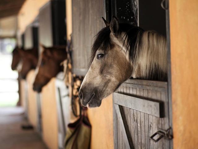 Pferde schauen aus ihren Boxen auf einem Pferdehof.