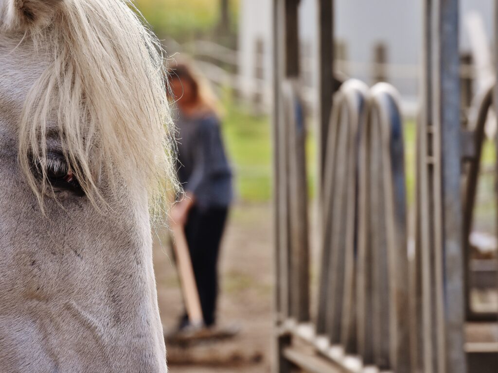Eine Pferdebox wird gesäubert. Das Pferd lässt sich dabei nicht stören.