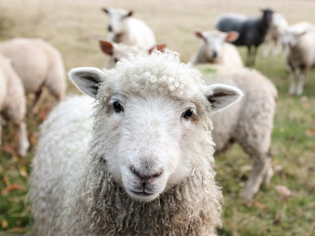 Das letzte Schaf steht am Rande der Herde und schaut den Betrachter neugierig an.